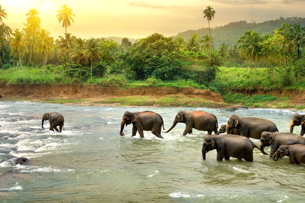 Thekkady